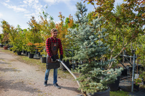 Trusted Nogales, AZ Tree Removal Experts